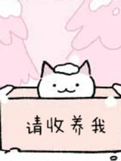 不可思议的猫咪 小九